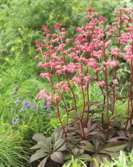 Rodgersia henrici 'Cherry Blush'  (Cherry Blush Rodgersia)