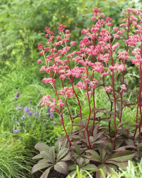 Rodgersia henrici 'Cherry Blush'  (Cherry Blush Rodgersia)